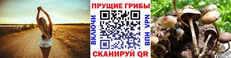 мега рабочий сайт  Михайлов  Псилоцибиновые грибы Psilocybine cubensis 